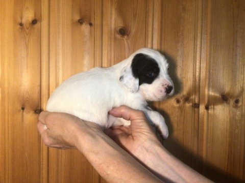 Hane 1, vit och svart 3 veckor gammal